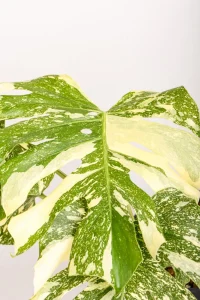 Middle leaf of a Monstera Crème Brûlée