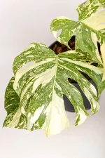 Monstera Crème Brûlée Fourth oldest leaf of a Monstera Crème Brûlée