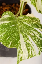 Monstera Crème Brûlée full leaf show varying degrees of fenestration