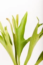Tips of the fertilizse fronds of the Platycerium Hillii