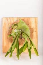 Front direct picture of a Platycerium Hillii