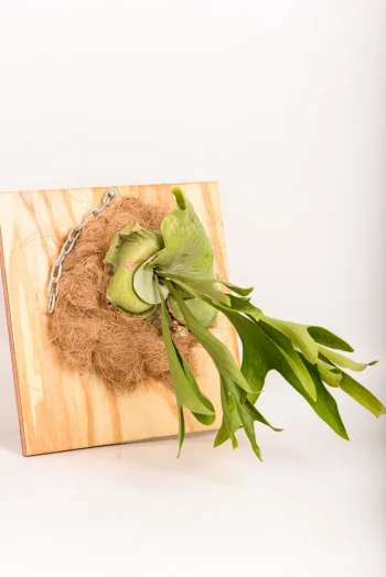 Side view of a Platycerium Hillii.