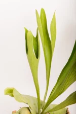 Macro shot of a Platycerium Hillii fertile fronds