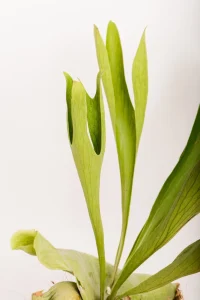 Macro shot of a Platycerium Hillii fertile fronds