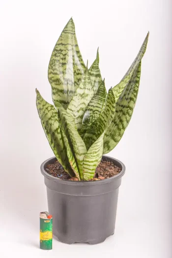 Snake Plant Zeylanica in plack nursery pot