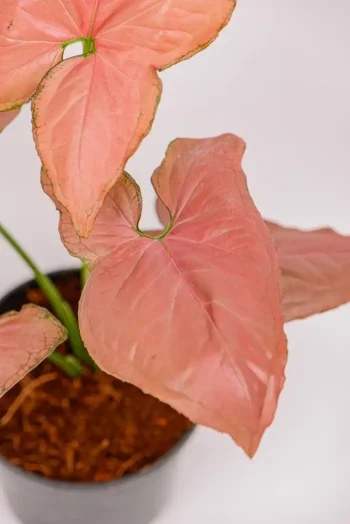 Close up of Syngonium Watermelon bright pink leaves