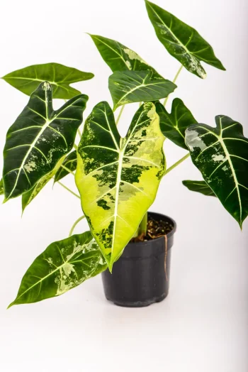 Full picture of a variegated alocasia frydek