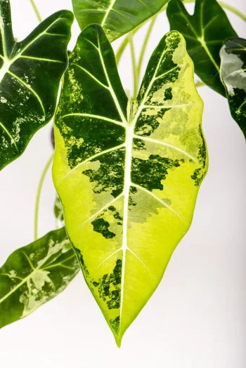 Variegated also frydesk with intense variegation