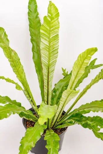 Tall growing fronds of a Variegated Bird Nest Fern