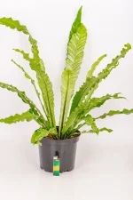 Variegated Bird Nest Fern on white table with lighter for size comparison