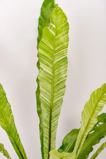 CLose up of a Variegated Bird Nest Fern frond