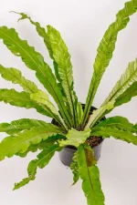 Top view of a Variegated Bird Nest Fern