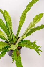 Full Variegated Bird Nest Fern with multiple long fronds