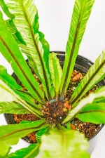 Centre growth point of a Variegated Bird Nest Fern