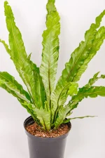 Large Variegated Bird Nest Fern with long variegated fronds