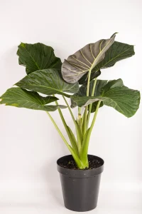 Full XL Alocasia Regal Shield in 30cm black pot