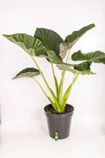 XL Alocasia Regal Shield on a white surface with multiple leaves