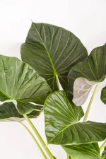 Collection of XL Alocasia Regal Shield deep greenish purple leaves