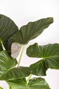 Side view of an XL Alocasia Regal Shield