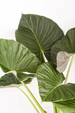 Clustered leaves of an XL Alocasia Regal Shield