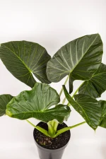 Full massive leaves of an XL Alocasia Regal Shield