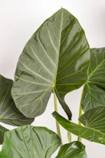 Close up of large leave with deep veining XL Alocasia Regal Shield