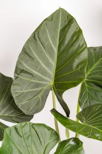 Close up of large leave with deep veining XL Alocasia Regal Shield