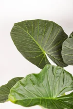 Uptright large leaf of an XL Alocasia Regal Shield