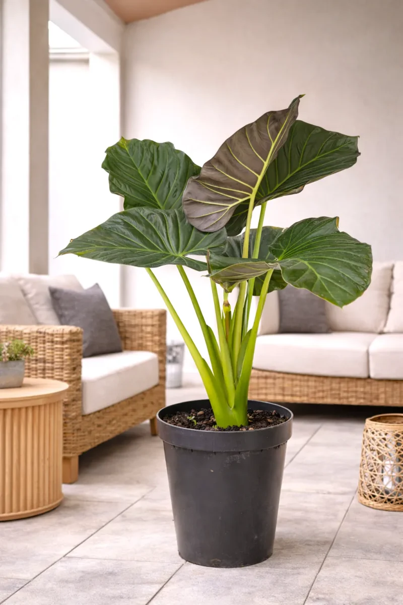 XL Alocasia Regal Shield in a patio