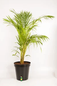 Bamboo Palm 1.3m with lighter as comparison