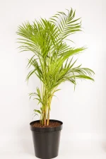 Full shot of Bamboo Palm 1.3m standing tall