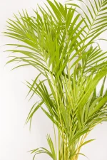 Close up photo of palm leaves of Bamboo Palm 1.3m