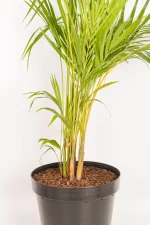 Close up of stems of Bamboo Palm 1.3m