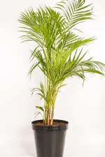 Side view of Bamboo Palm 1.3m