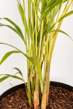 Macro image of multiple stems of Bamboo Palm 1.3m