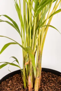 Macro image of multiple stems of Bamboo Palm 1.3m