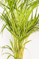 Bamboo Palm 1.3m with lighter as comparison wil full lush leaves