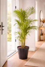 Bamboo Palm 1.3m in front entrance