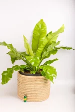 Full picture of a XL Bird Nest Fern Nidus