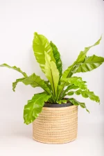 XL Bird Nest Fern Nidus in a hand woven basket