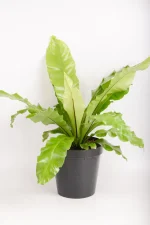 Multiple leaves of a XL Bird Nest Fern Nidus