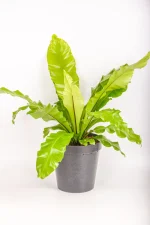 Front view of a XL Bird Nest Fern Nidus
