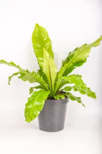 Front view of a XL Bird Nest Fern Nidus