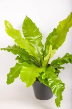 Full pot of a XL Bird Nest Fern Nidus