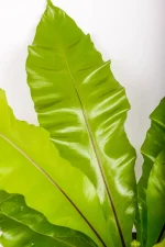 Dark green leaves of a XL Bird Nest Fern Nidus