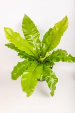Top view of a XL Bird Nest Fern Nidus with multiple leaves