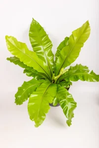 Top view of a XL Bird Nest Fern Nidus with multiple leaves