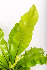 Macro shot of a leaf of a XL Bird Nest Fern Nidus