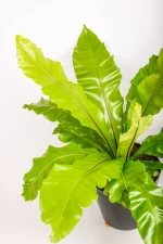 Side view of large feathered leave of a XL Bird Nest Fern Nidus