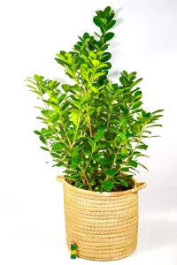 XL Ficus Moclame Bush with lighter on the floor on a white surface